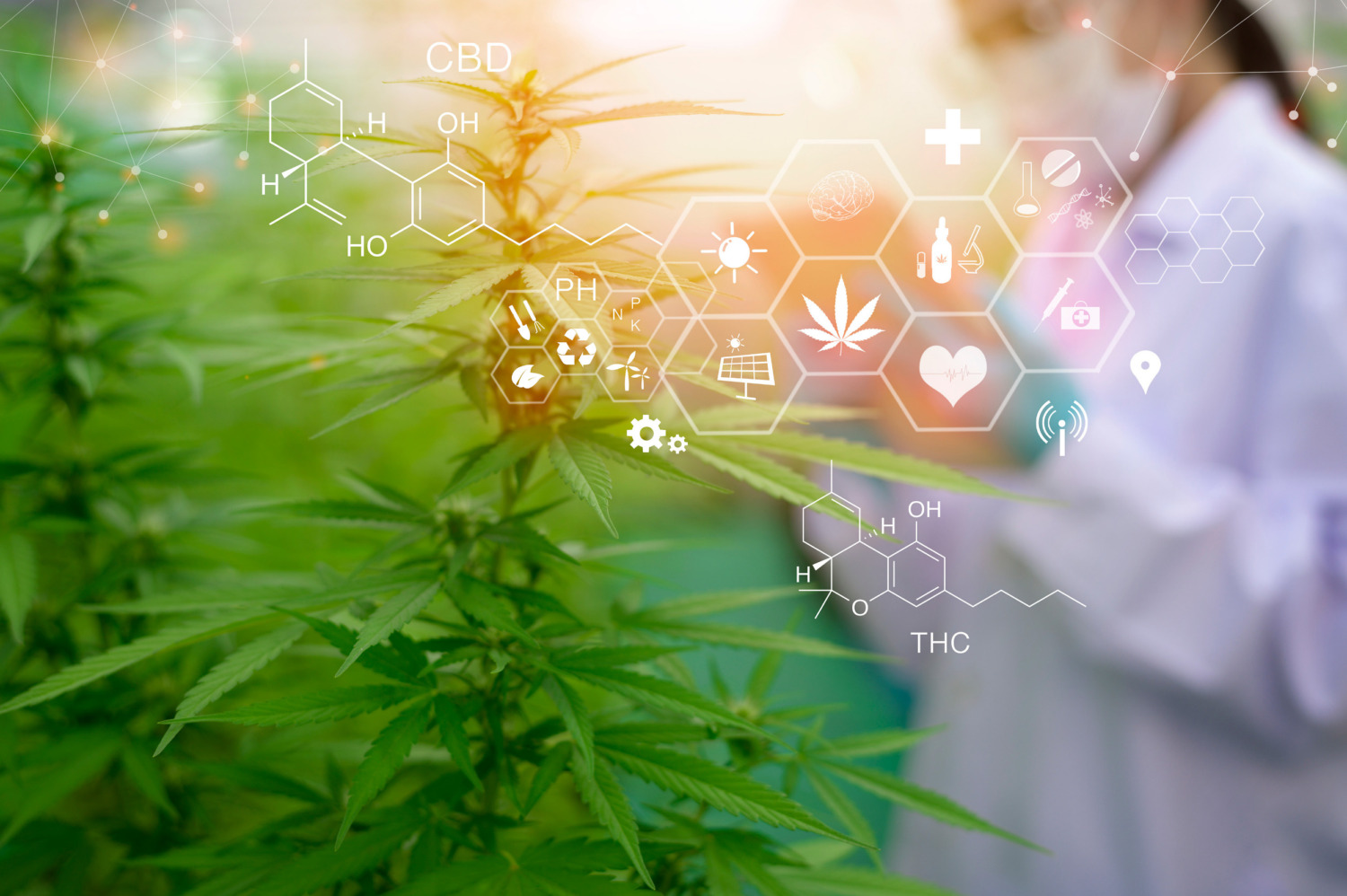 Medical Marijuana and the DOT Mandated Employee | dot sap evaluation | SAP Referral Services